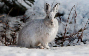 A hare sits on snow-covered ground.